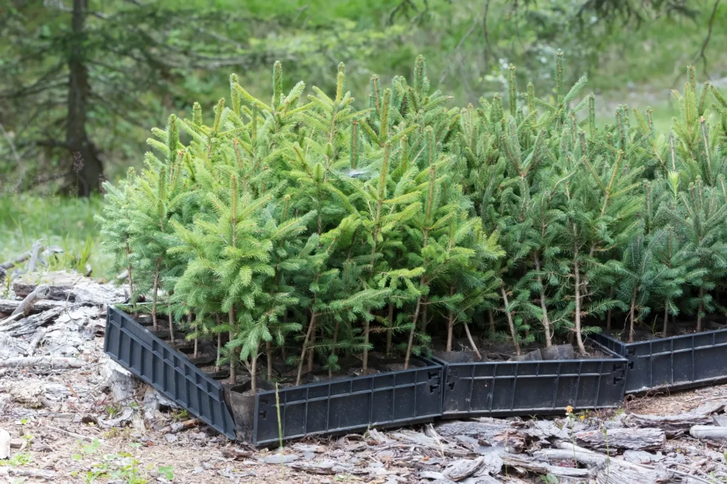 Spruce seedling in trays, forest planting.