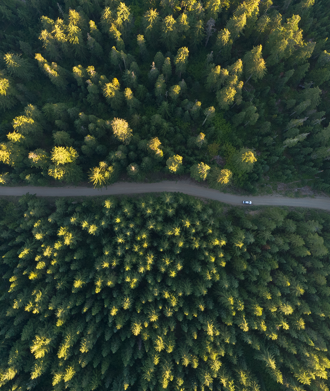 Meža ceļs no putna lidojuma, ar līkumu priežu vidē.