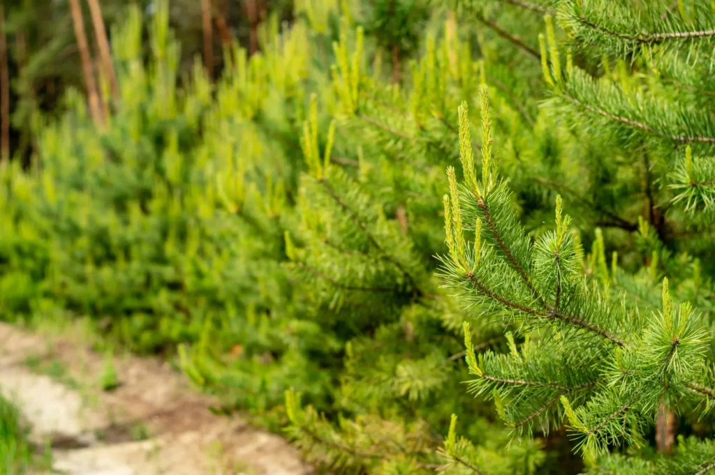 Kupli un koši zaļi jauno priedīšu zari, kas liecina par sekmīgu meža atjaunošanos un pareizi veiktu jaunaudžu agrotehnisko kopšanu.